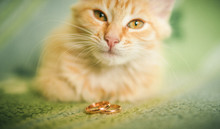 Funny Elegant Pretty Red Short-haired Cat With Luxury Wedding Rings On Head