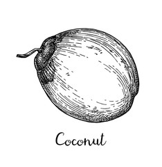 Canvas Print - ink sketch of young green coconuts.