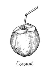 Canvas Print - ink sketch of young green coconuts.