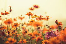 Cosmos Colorful Flower In The Field During Sunset In Spring Season. Photo Toned Style Instagram Filters. Nature Background