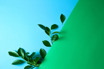 Green tree leaves on green and blue background