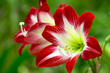 Fotomurales - Red tropical flower