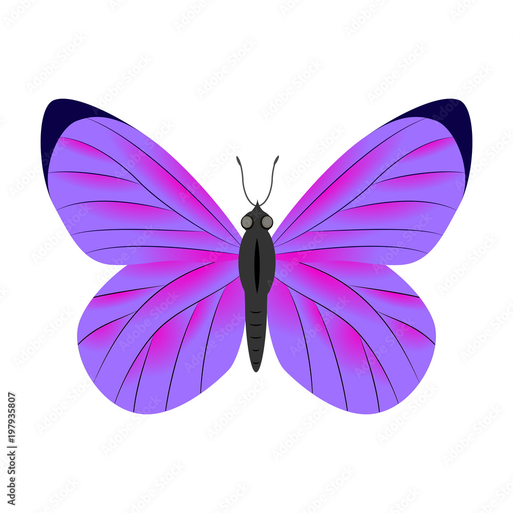 Violet butterfly vector illustration isolated on white backgrou Stock ...