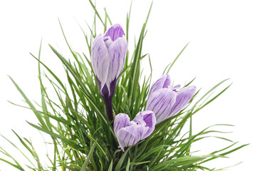 Poster - Three purple crocuses.