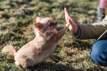 Young gril playing with her dog outside on a field