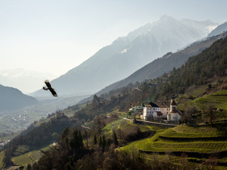 Sticker - Eagle flying over castle in Alto Adige, Italy