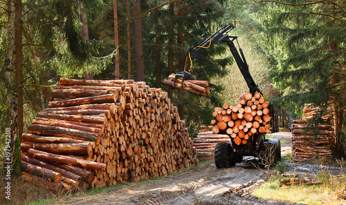 Stampa su Tela  Lumberjack with modern harvester working in a forest