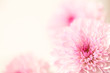 Beautiful pink flowers on a soft pastel background with a large text area.  Horizontal presentation.