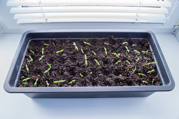 Tomato seedlings in soil