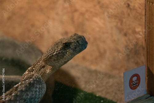 Fotografie, Obraz Dangerous poisonous snake in the terrarium - western diamond rattlesnake
