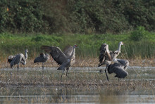 Sandhill Cranes In Nature