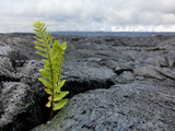 Fototapeta Uliczki - Tiny fern seedling sprouting from new black lava rock