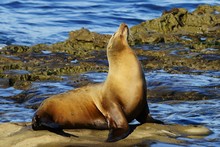 Single Brown Sea Lion Enjoying The Sun With Closed Eyes On The Seashore Rocks