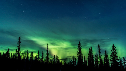 Wall Mural - deep green aurora behind silhouetted pine trees, starry blue sky