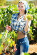 © JackF - Woman picking ripe grapes on vineyard