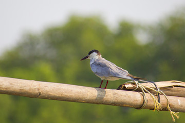 Wall Mural - Small bird on bamboo in Asia