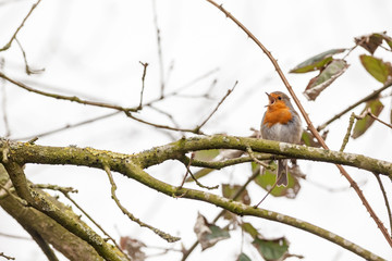 Poster - An European Robin