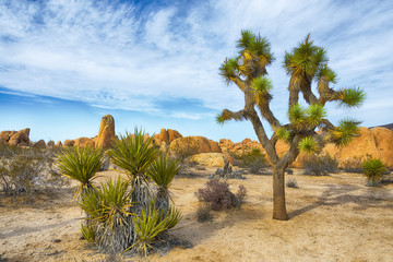 Joshua Tree National Park