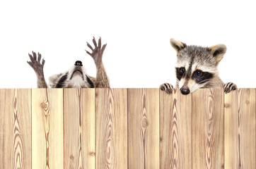 Wall Mural - two funny playful raccoons, peeking from behind a fence, isolated on white background