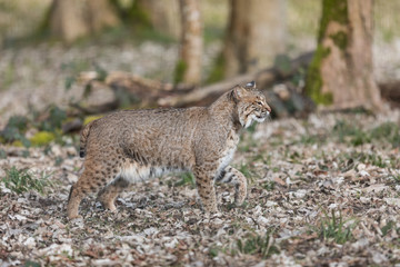 Wall Mural - Lynx Animal