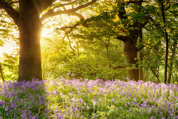 Bluebell woods with golden sunrise lighting up the carpet of flowers in Norfolk UK.