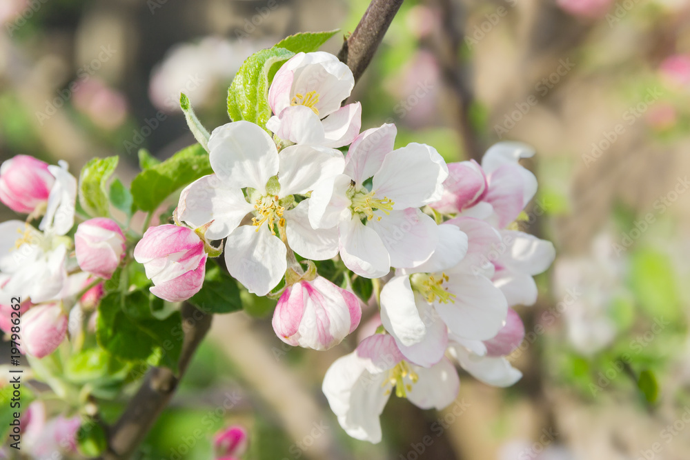 Flowering branch of apple tree on a blurred background - obrazy, fototapety, plakaty 