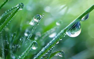 Aufkleber - Beautiful Large drops of fresh clear transparent  water on leaves of the grass in the morning, macro. Grass in  morning dew in spring summer on a green background in nature.