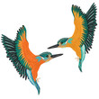 Kingfishers flying. Vector illustration of two birds on white background