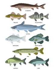 Poster - Vector collection of different kinds of freshwater fish