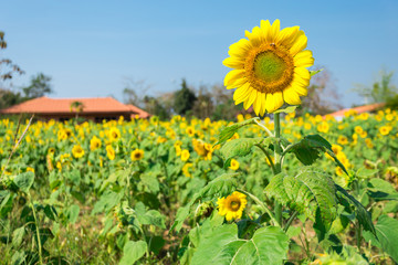 Sunflower fields background.