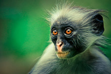 Colobus Big Face Looking And Thinking With Clever Eyes, Jozani Forest, Zanzibar, Tanzania 