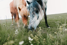 Close-up View Of Beautiful Icelandic Horses Grazing On Green Pasture