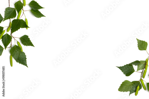 Fotografia, Obraz Twigs birch with green leaves and catkins on a white background with space for text