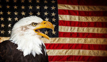 Wall Mural - American Bald Eagle with Flag.