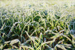 Winter crops damaged with early spring frost, Frozen plants on meadow at sunrise, Sprouted grain at agricultural field covered with hoarfrost, Sowing wheat campaign at springtime