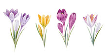 Watercolor Floral Crocus Set