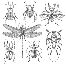 Vector Set Of Various Insects In Retro Style. Bugs, Dragonfly And Other Beetles. Realistic Collection Of Contour Drawings Of Beetles. Vector Illustration Isolated On Background