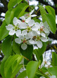Весной грушевое дерево расцветает белыми цветками.