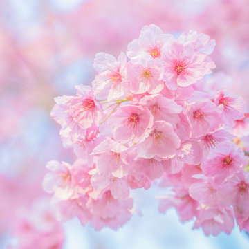 Fototapete - Beautiful cherry blossom sakura in spring time over blue sky, Cherry blossoms on blue sky background