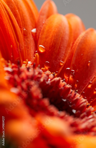Gerbera flower close up