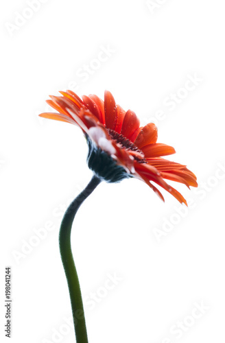 Gerbera daisy flower isolated on white background