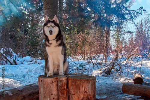 frosty forest siberians