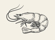 Prawn or Shrimp vector
