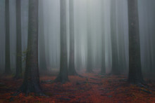 Foggy Fantasy Dreamy Forest