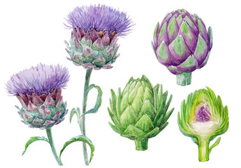 Watercolor botanical illustration of artichoke on white background (isolated)