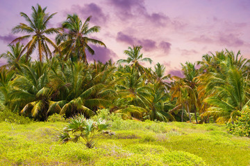 The tropical forest, palm trees on the beach background of palm trees.