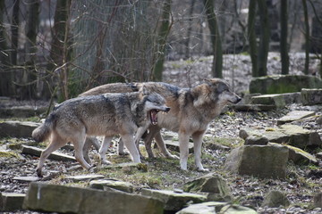 Beautiful closeup of two wild wolves in a forest in Germany