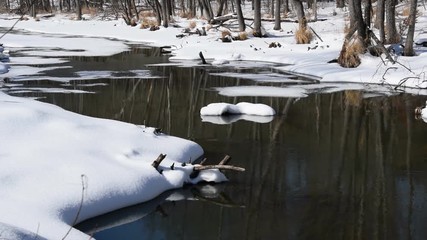 Wall Mural - The winter river flows against the background of melting snow. Spring melting of ice.