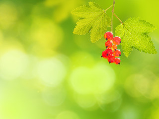 Wall Mural - Bunch of red currants on the green blurred background