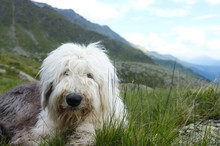 Old English Sheepdog Sitting In An Alpine Pasture